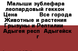 Малыши эублефара ( леопардовый геккон) › Цена ­ 1 500 - Все города Животные и растения » Грызуны и Рептилии   . Адыгея респ.,Адыгейск г.